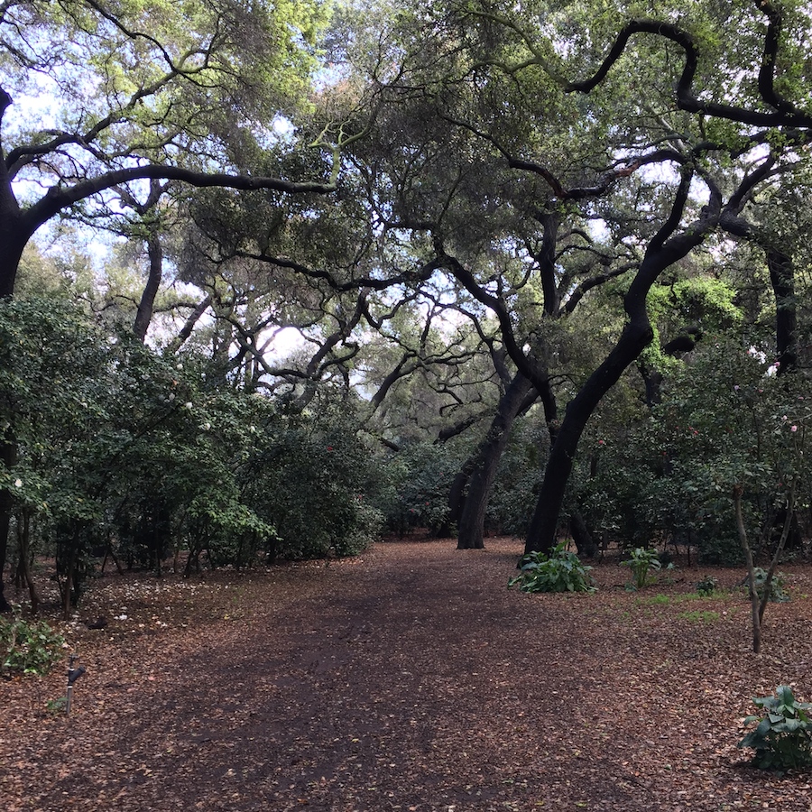 oak woodland