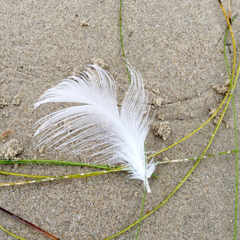 gull feathers
