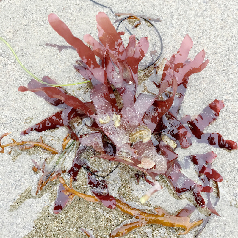 red kelp