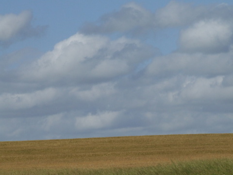Field_of_wheat_sky