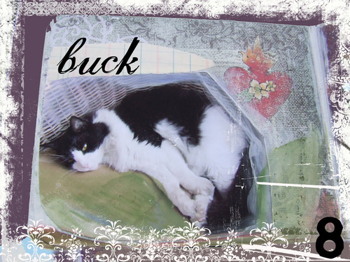 Buck_2