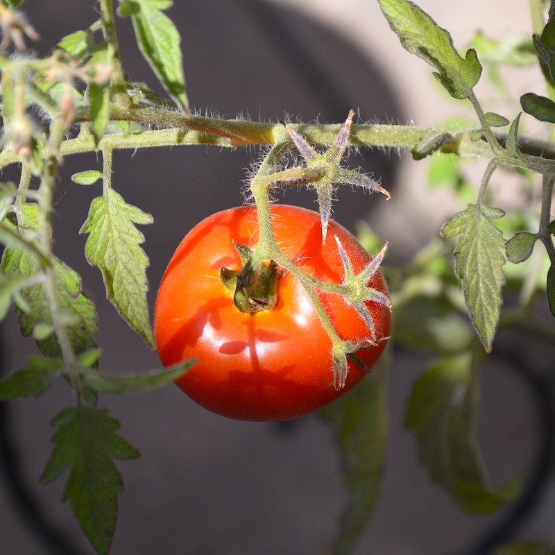 Hello little tomato