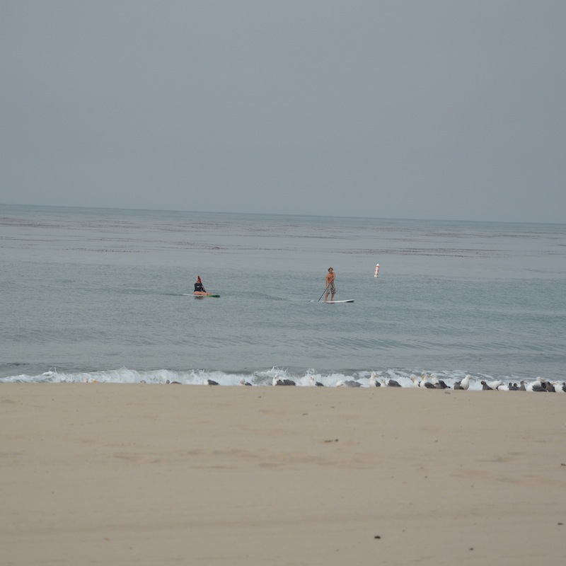 Paddle boarders