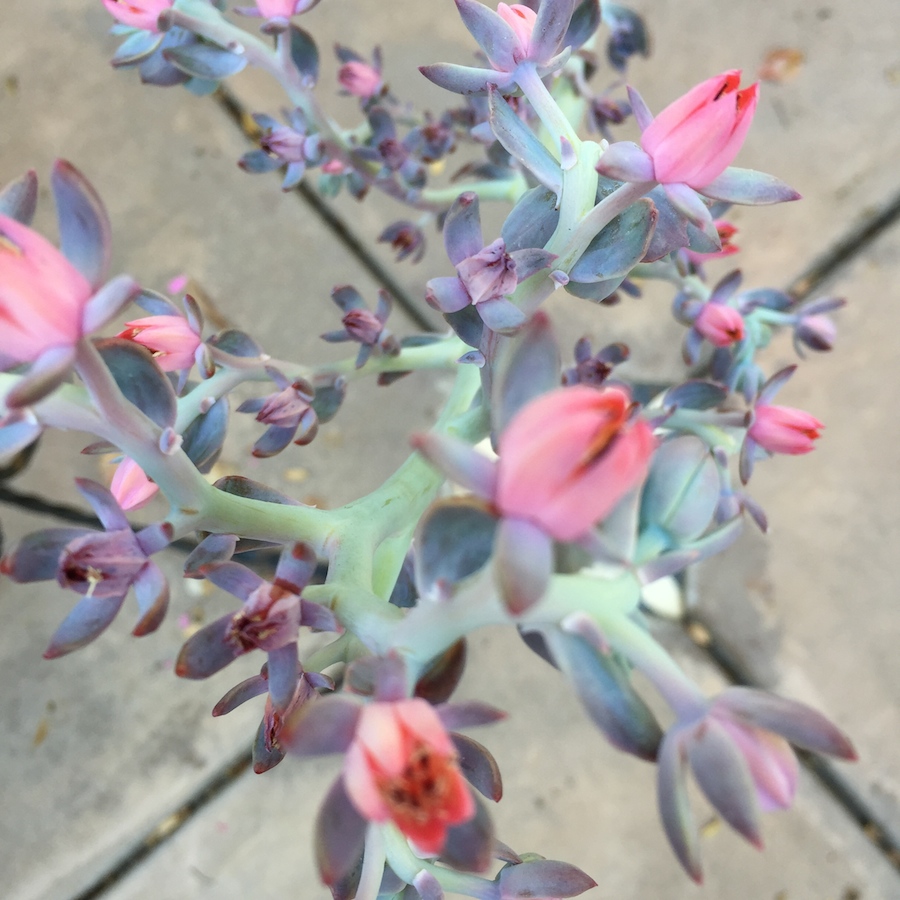 topsy turvy succulent blooms