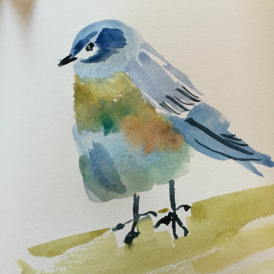 square bottom bluebird
