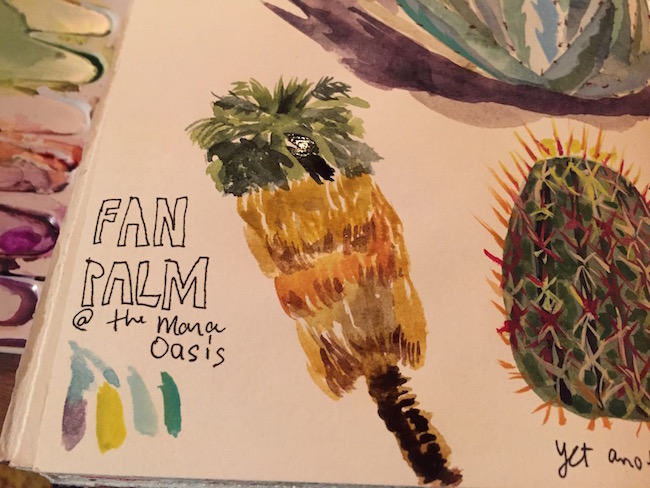 fan palm