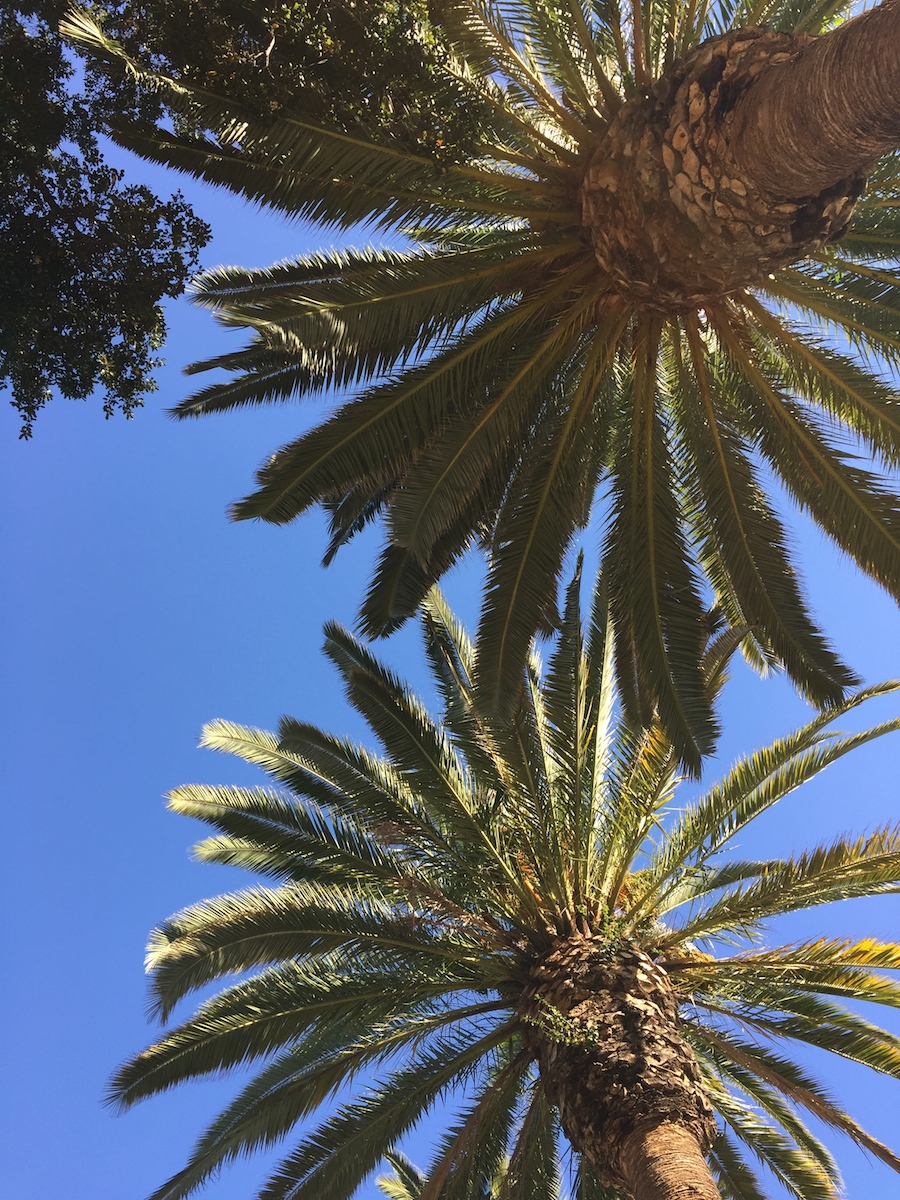 palm canopy