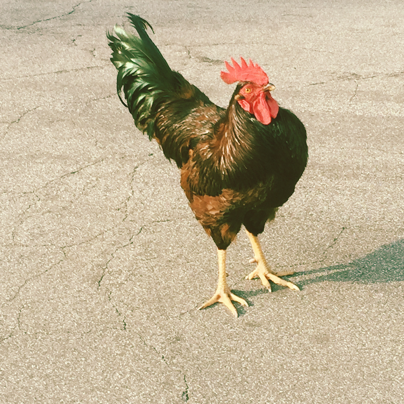 mr. rooster