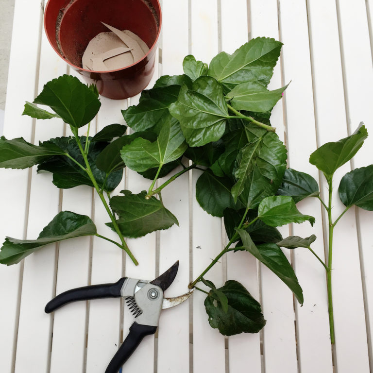 Propagating Brown Sugar