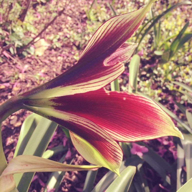 communing with all the blooming plants